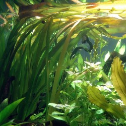 Vallisneria australis (gigantea) XL in vasetto - Aquaflora