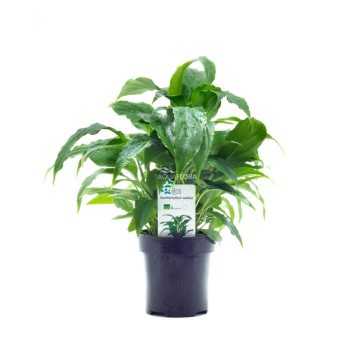 Spathiphyllum wallisii XL in vasetto - Aquaflora