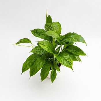 Spathiphyllum wallisii XL in vasetto - Aquaflora 2