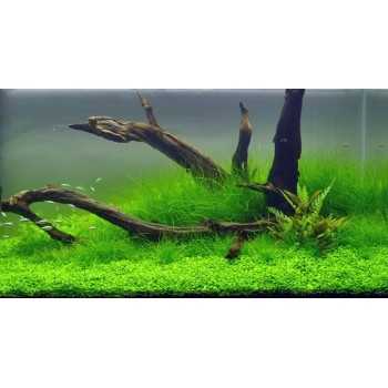 Tappeto di Eleocharis su rete - Aquaflora 2