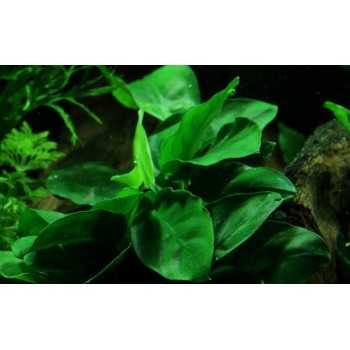 Anubias Barters Var. Nana on wood - Aquaflora 2