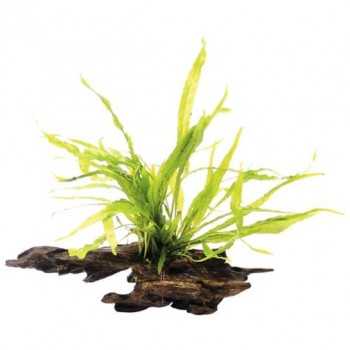 Microsorum pteropus nano wood su legno - Aquaflora