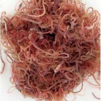 Tubifex 90ml cibo vivo per pesci Live Food