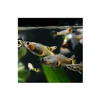 Poecilia reticulata Guppy femmina (mix)