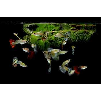 Poecilia Reticulated Guppy Male (Mix)