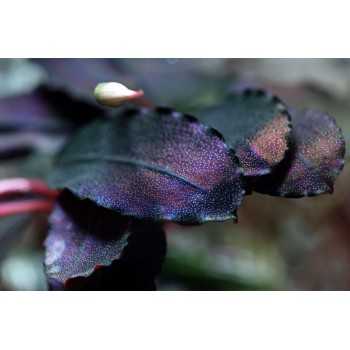 Bucephalandra 'Brownie Purple' in Cup - Aquaflora 2