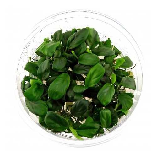 Anubias barteri var. nana 'bonsai' in cup -...