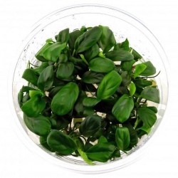 Anubias barteri var. nana 'bonsai' in cup - Aquaflora