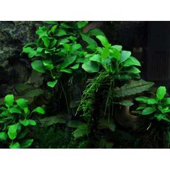 Anubias Barters Var. NANA 'BONSAI' IN CUP - Aquaflora 2
