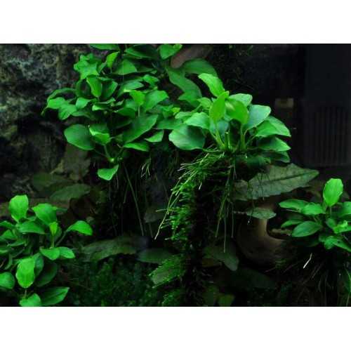 Anubias barteri var. nana 'bonsai' in cup -...