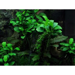 Anubias barteri var. nana 'bonsai' in cup - Aquaflora