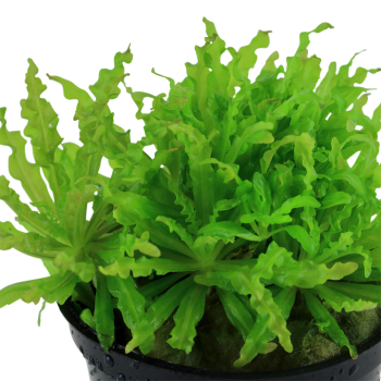 Pogoston Helferi à Jar - Aquaflora 2