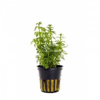 Limnophila heterophylla sessiliflora in vasetto - Aquaflora
