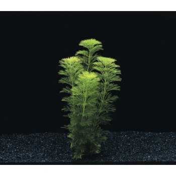 Limnophila heterophylla sessiliflora in vasetto - Aquaflora 2
