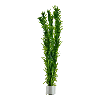 Dense egeria in jar - Tropica