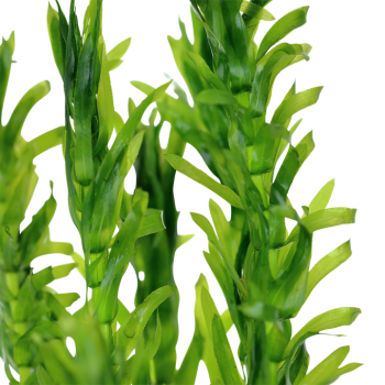 Dense egeria in jar - Tropica 2