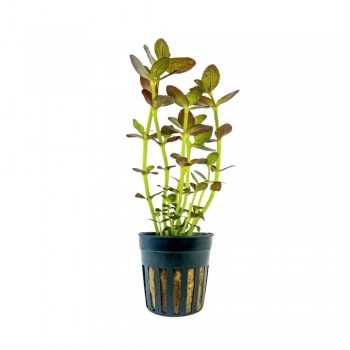 Bacopa Salzmannii 'Purple' dans Jar - Aquaflora