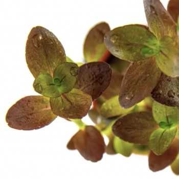 Bacopa Salzmannii 'Purple' dans Jar - Aquaflora 2