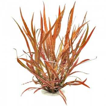 Cryptocoryne Spiralis Rouge à Jar - Tropica
