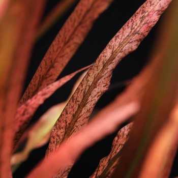 Cryptocoryne spiralis Red in vasetto - Tropica 2