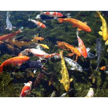 Prodac Color Pond Stick Toute la saison Feed 5kg + 2.5... 2