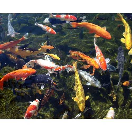 Prodac Color Pond Stick All Season Feed 5kg +...