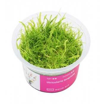 Utricularia longifolia in cup - Aqua Art Pianta Carnivora...