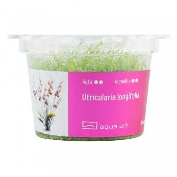 Utricularia longifolia in cup - Aqua Art Pianta Carnivora... 2