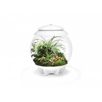 biOrb AIR 30 terrario - Oase