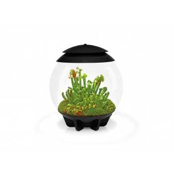 BIORB AIR 30 TERRARIUM - Oase 2