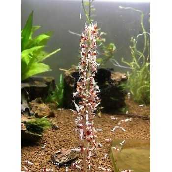 Shrimp Stick - Lollipop Mix for Caridine and Shrimp (10... 2