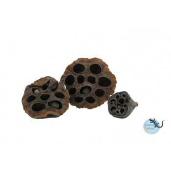 Pods Lotus (3 pièces) - Ceramic Nature