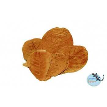 XL Feuilles de cappa (10 feuilles) - Ceramic Nature