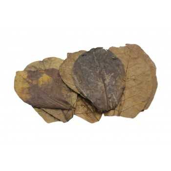 Catappa catappa leaves nano catappa (10 leaves) - Ceramic...
