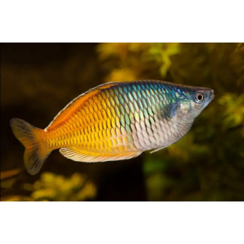 Melanotenia Boesemani