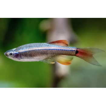 Tanchthys Albonubes