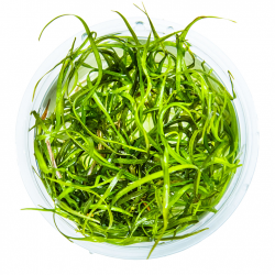 Feuille d'aiguille subulée Sagittaria à la coupe - Tropica