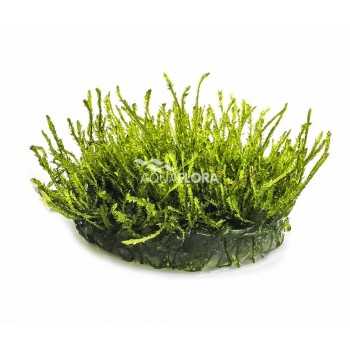 Vesicularia ferriei Weeping Moss in cup - Aquaflora