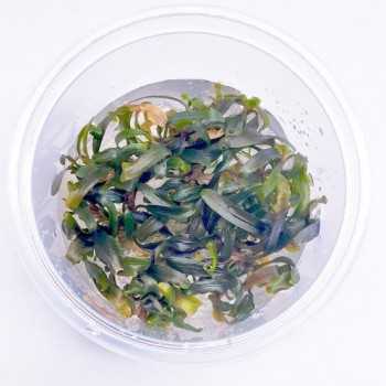 Bucephalandra sp. 'Catharinae' in cup - Aquaflora