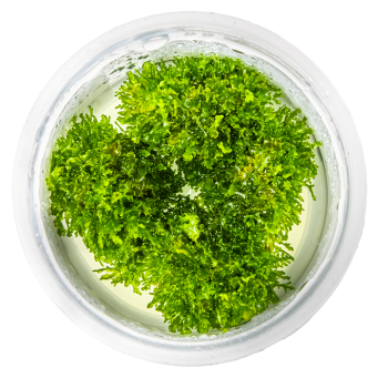 Riccardia Chamedryforia in Cup - Tropica 2