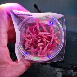 Cryptocoryne Balansae Pink in cup - Aquaflora