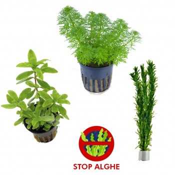 Kit 3 Plants Anti-Agialghe | Limnophila Heterophylla...