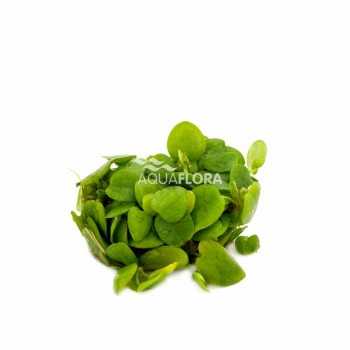Limnobium laevifolium en coupe - Aquaflora