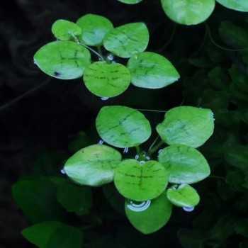 Limnobium laevifolium in cup - Aquaflora 2
