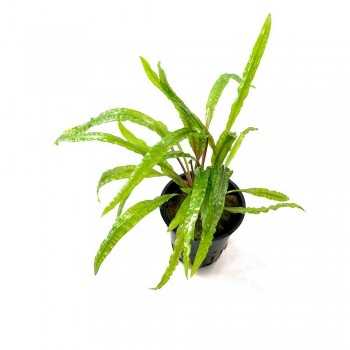 Cryptocoryne Crispulata Var. Balansae in jar - Aquaflora