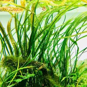 Cryptocoryne Crispulata var. Balansae dans le pot -... 2