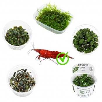 Kit 5 piante in cup per caridinaio 30L | Bucephalandra...