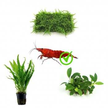 Kit 3 plants for 15 to 20 liter caridinaire | Taxiphyllum...