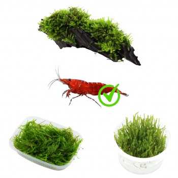 Kit 3 Muschi per Caridinaio da 30 litri | Christmas Moss...