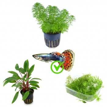 Kit 3 piante per guppy | Vasche da 30-50 litri |...